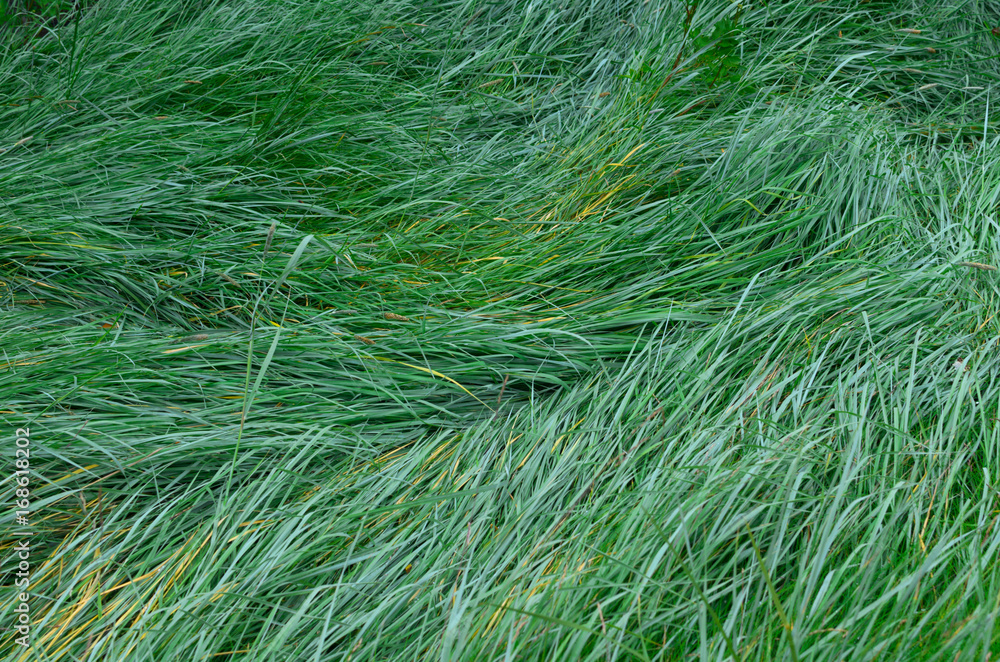 The texture of the wet tall grass. The texture of the wet tall grass.