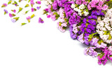 Beautiful violet flower on isolated background
