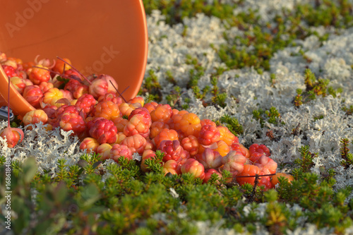 Many picked berries cloudberries on the grass in the tundra. © Moroshka