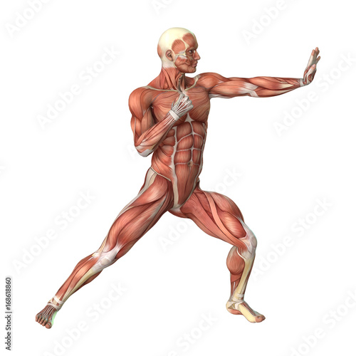 3D Rendering Male Figure Muscle Maps on White