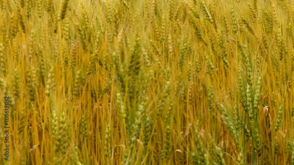Close-up of ears of wheat in the field. Close-up of ears of wheat in the field.
