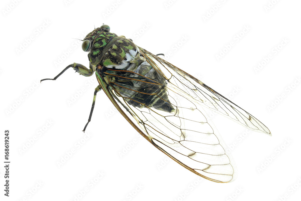ミンミンゼミ Hyalessa Maculaticollis Stock 写真 Adobe Stock