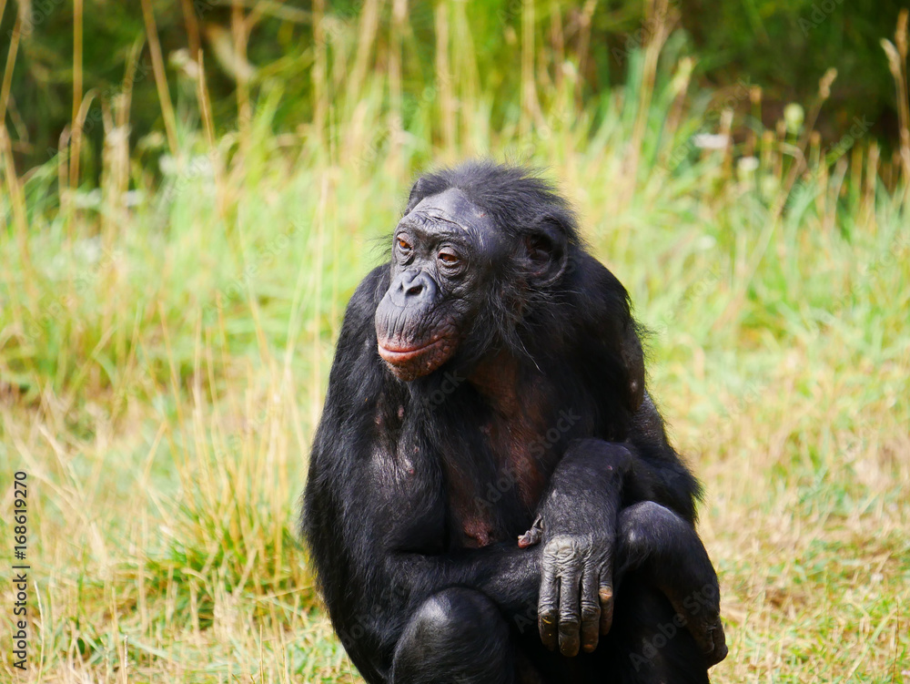 Bonobo