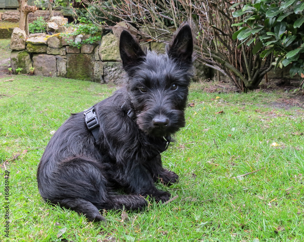 Scottish terrier puppy dog sitting in a back yard garden looking forward facing the camera. Scottish terrier puppy dog sitting in a back yard garden looking forward facing the camera.
