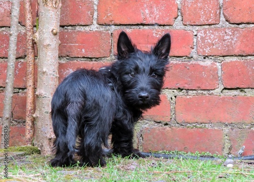 Cute black puppy dog standing in front of a red brick wall. Viewed from behind showing bottom and tail looking over shoulder with a cute expression on face. Scottish Terrier breed.