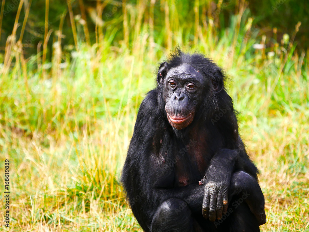 Bonobo