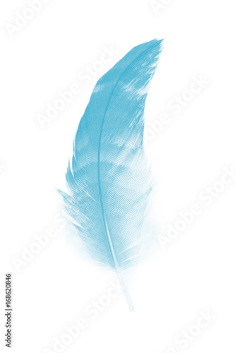 feather color turquoise emerald green on white background