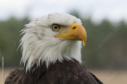 Bald Eagle © Gert Hilbink