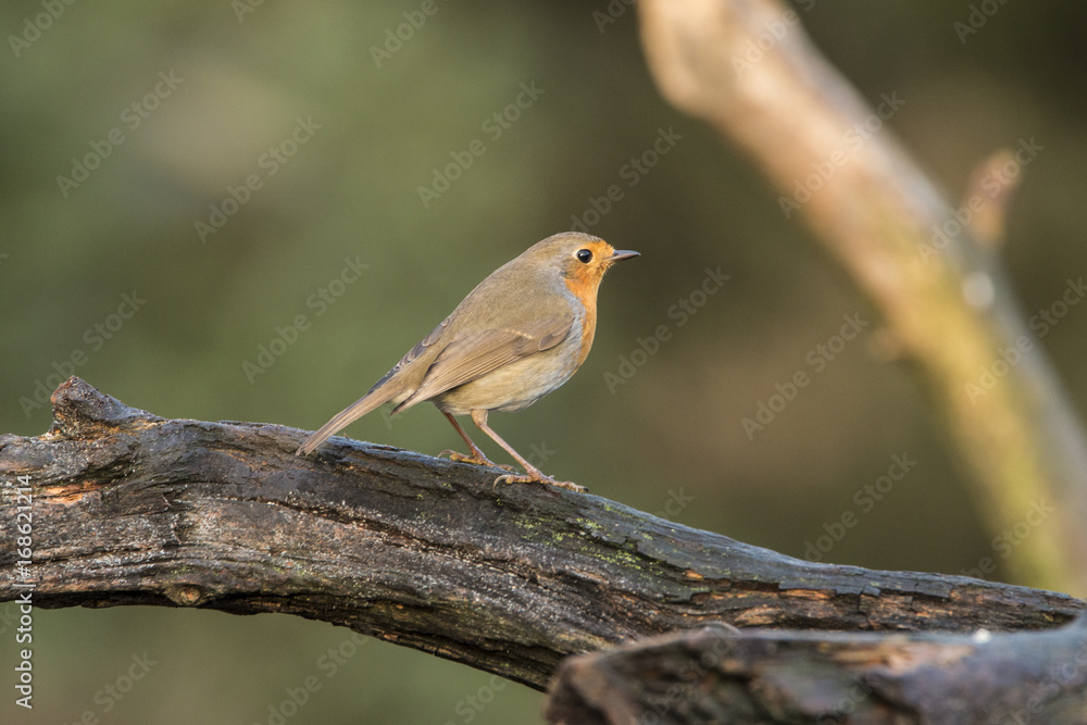 Fototapeta premium Robin