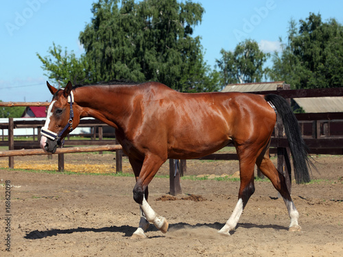 Thoroughbred brood horse in paddock of stud horse farm 