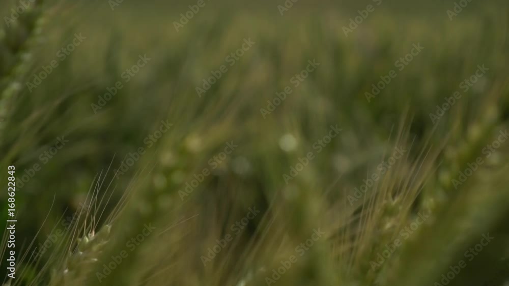 Camera moves through green wheatfield. Handheld shot with shallow depth of field Camera moves through green wheatfield. Handheld shot with shallow depth of field