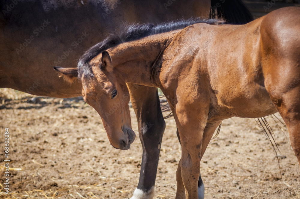 Fototapeta premium Shy little horse