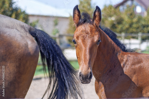 Baby horse portrait