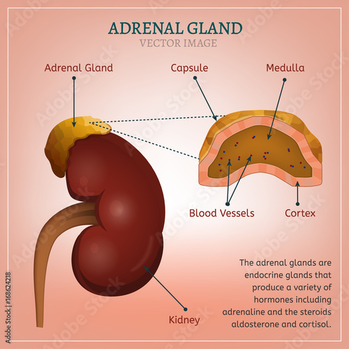 Adrenal Gland Image