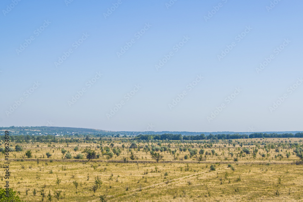 Fototapeta premium A field in which nothing grows, except trees. In the distance you can see the city