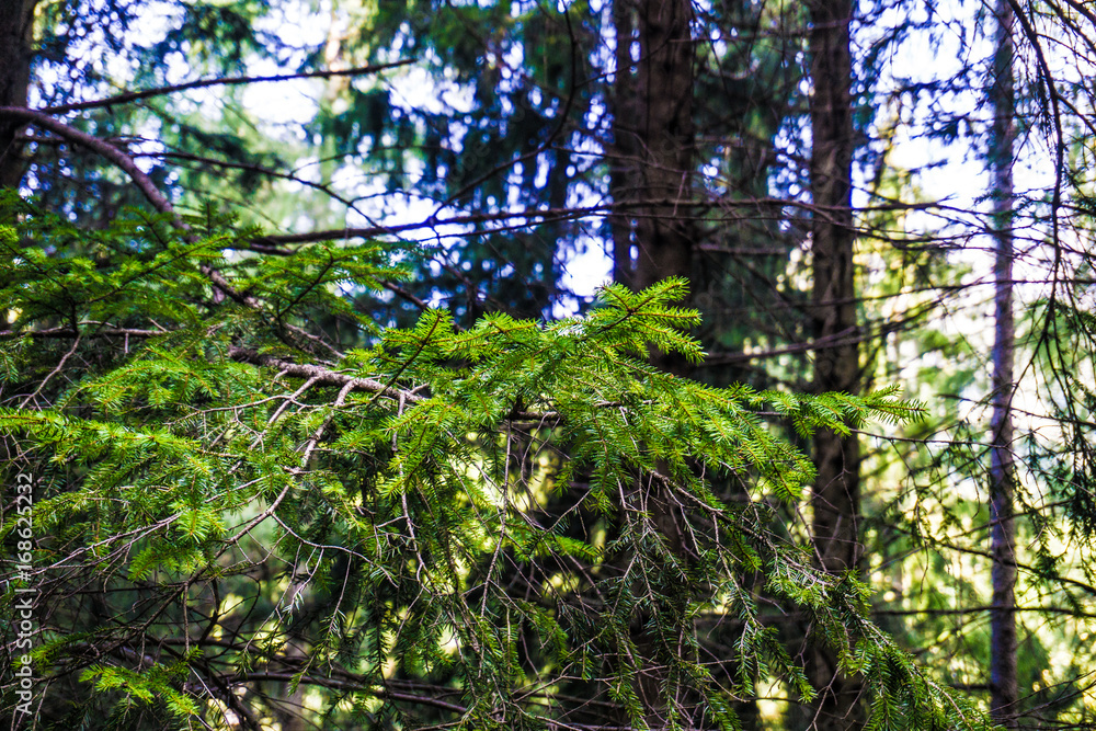 Fototapeta premium best photo