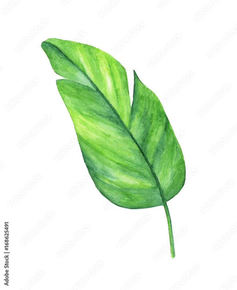 Obraz premium Watercolor illustration of green leaf isolated on white