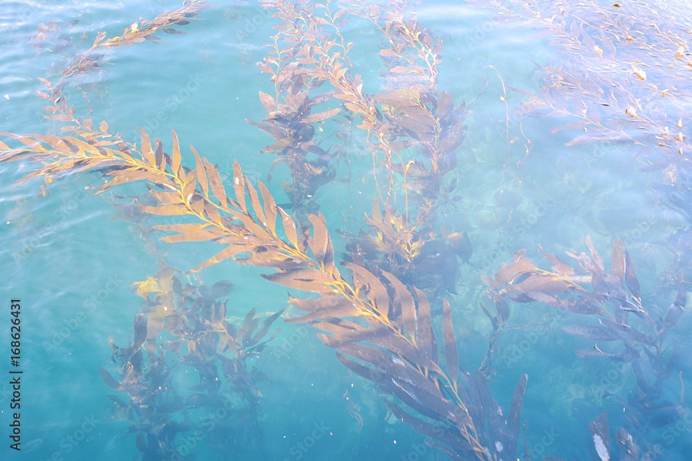 Fototapeta premium Plants under the water.
