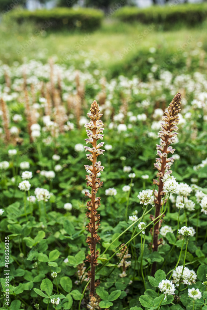 草原の雑草の花 草原の雑草の花