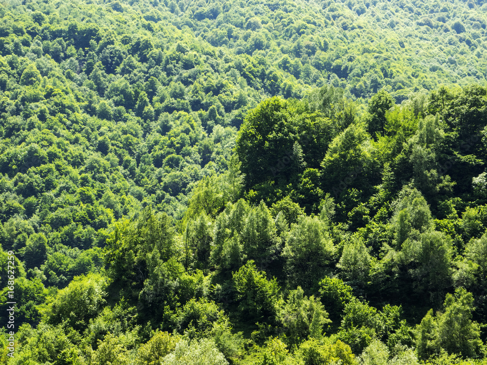 Green tree forest Green tree forest