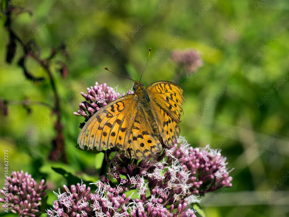 Argynnis adippe. High brown fritillary, male. Argynnis adippe. High brown fritillary, male.