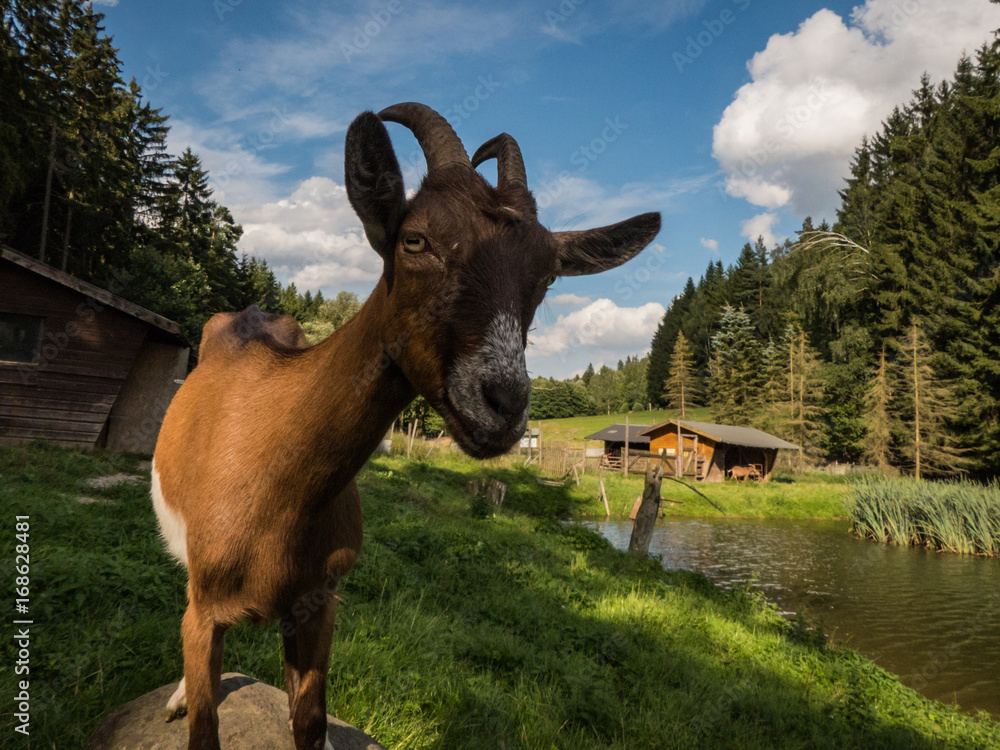 Obraz premium funny goat on a farm looking cute