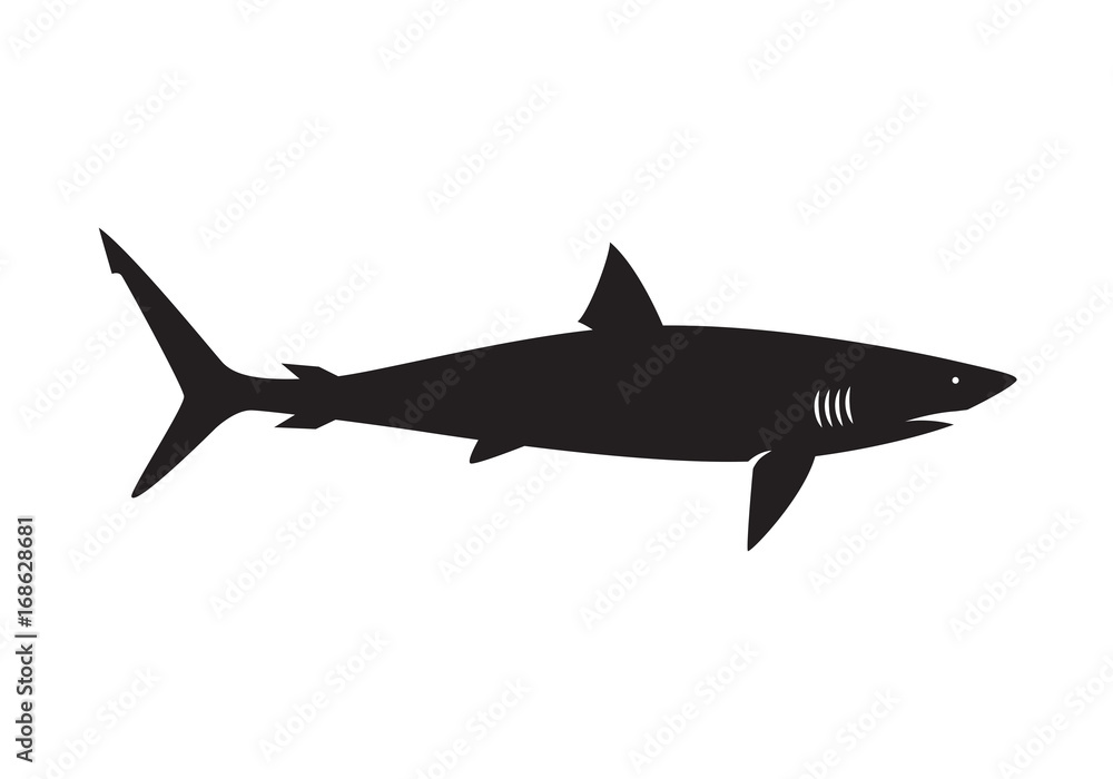 graphic shark on white background, vector graphic shark on white background, vector