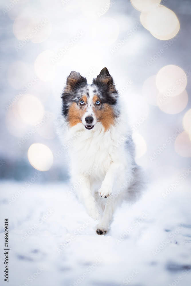 Sheltie im Schnee Sheltie im Schnee