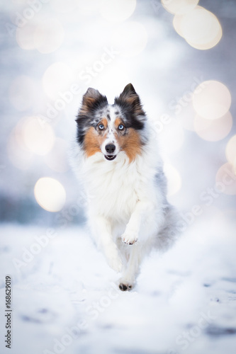 Sheltie im Schnee