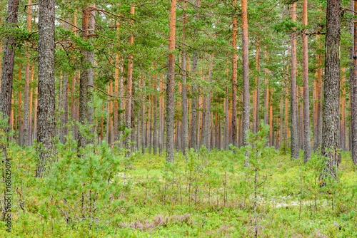 Pine tree trunks in forest.