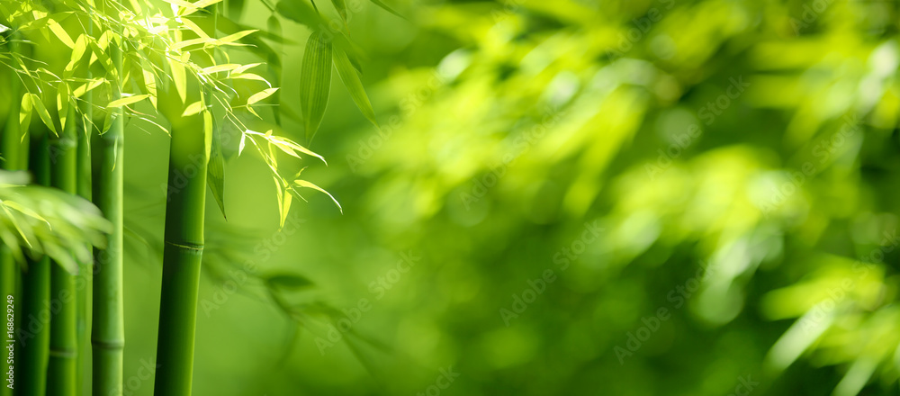 Obraz premium Bambusowy las