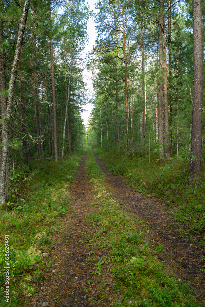 Road in the forest