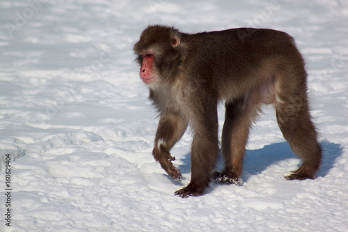 The Japanese macaque moves on white snow.