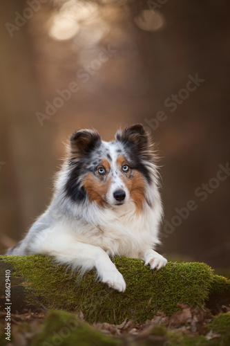 Sheltie im Wald