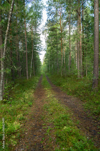 Road in the forest © ads861