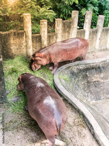 Two hippopotamus are eating grass