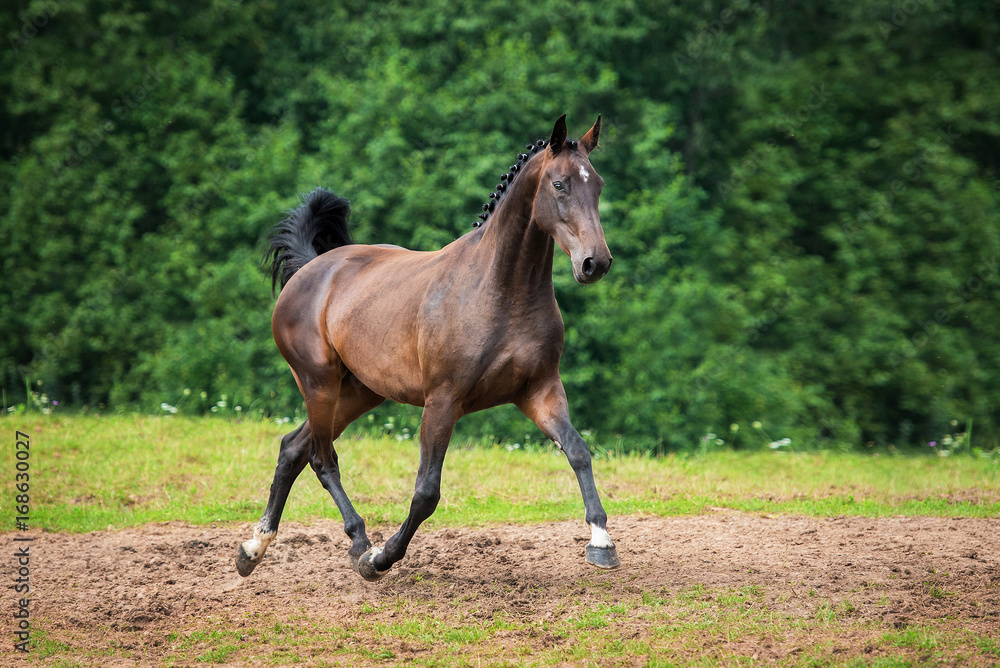 Fototapeta premium Beautiful bay horse running trot in summer
