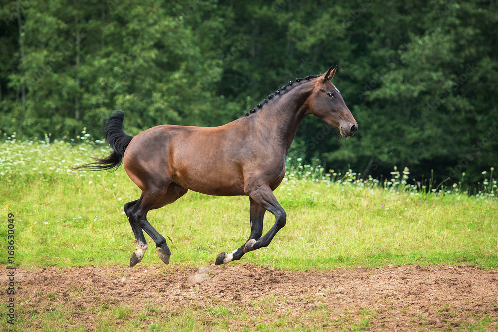 Beautiful bay horse running on the field Beautiful bay horse running on the field