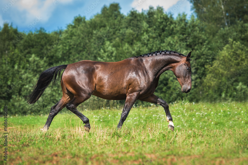 Beautiful horse running in summer Beautiful horse running in summer