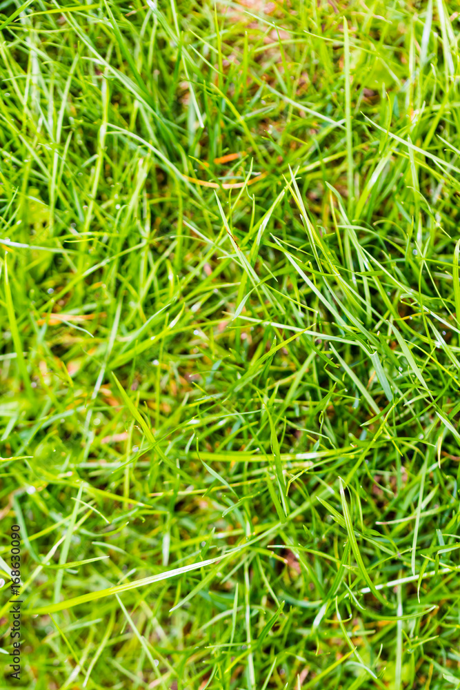 Closeup of green fresh grass Closeup of green fresh grass