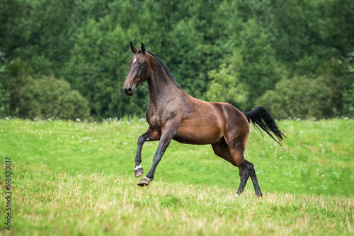 Beautiful bay horse running on the pasture © Rita Kochmarjova