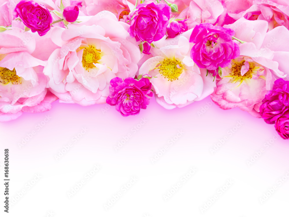 Pink curly roses and small vibrant pink roses Pink curly roses and small vibrant pink roses