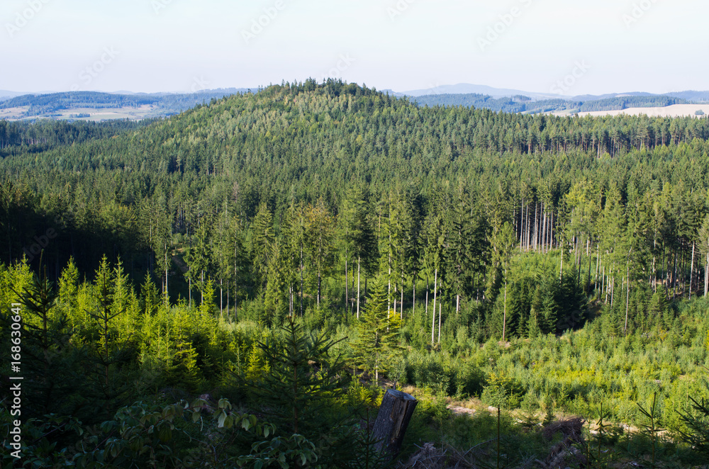 Hills and forest