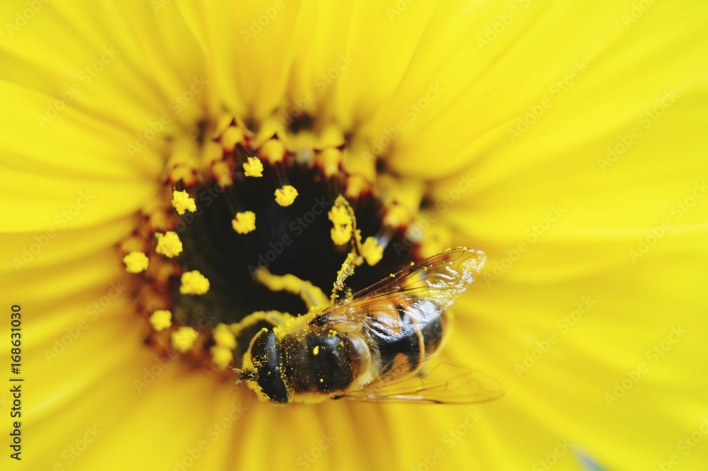 Naklejka premium Biene an Sonnenblume