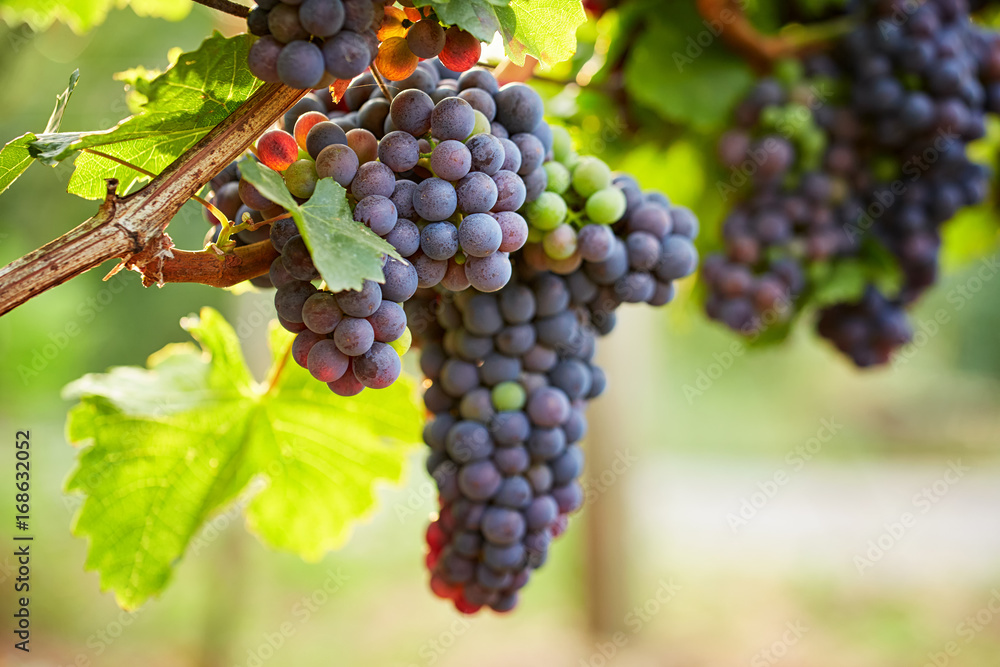 Branch of red wine grapes in vineyard