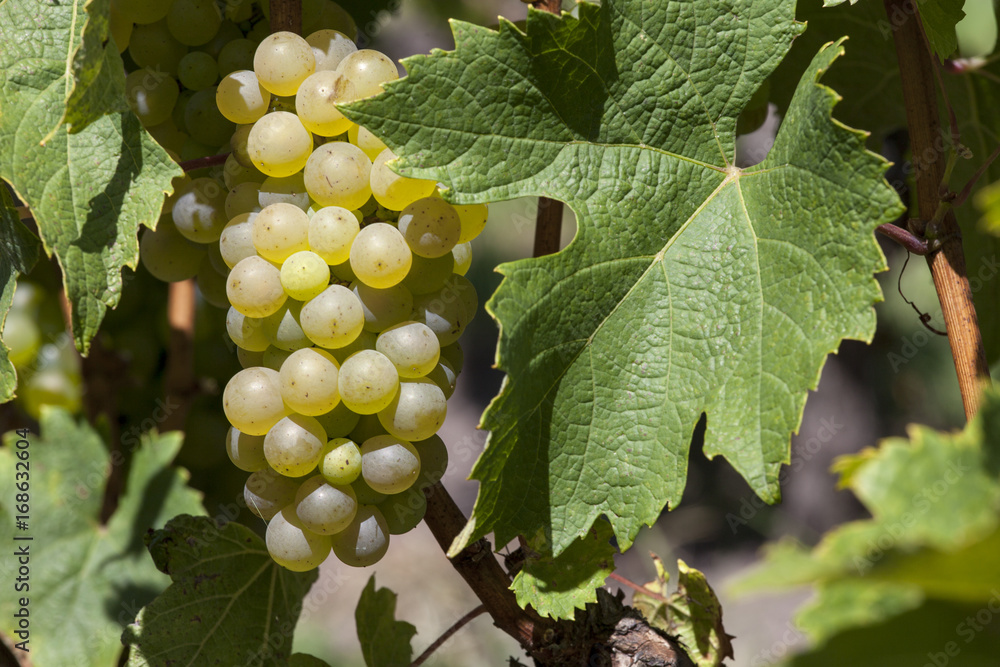 France. Vignoble de Sauternes, Gironde France. Vignoble de Sauternes, Gironde