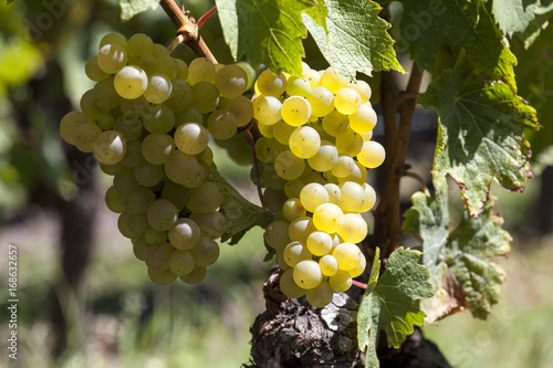 Photos France. Vignoble de Sauternes, Gironde