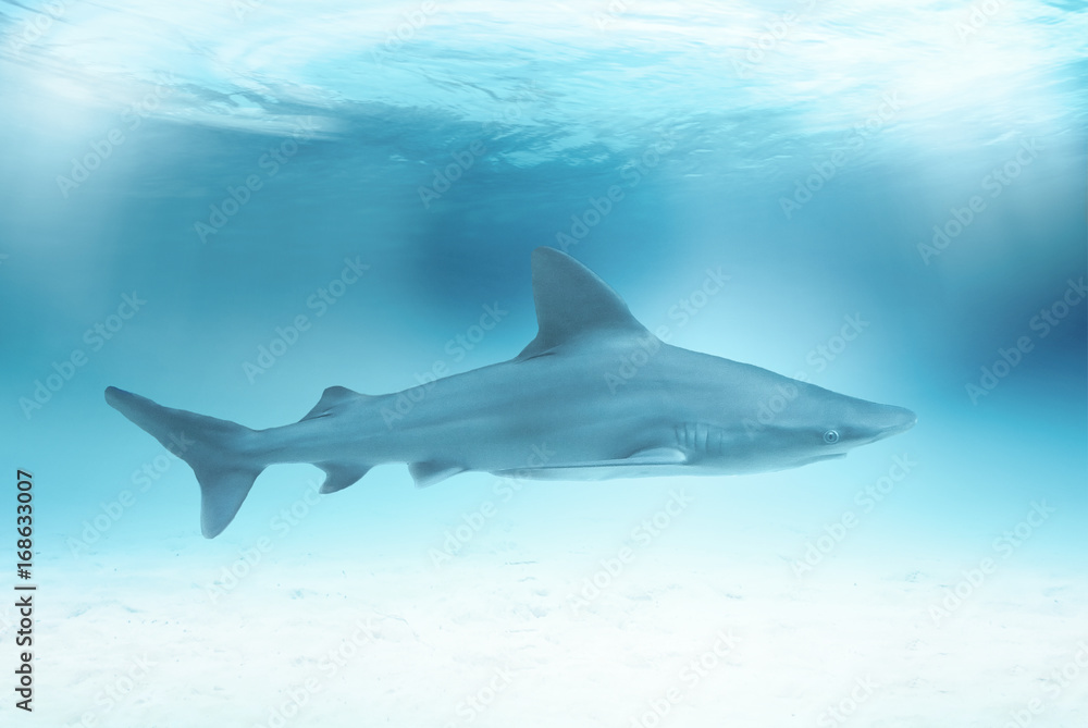 Fototapeta premium Shark in the ocean