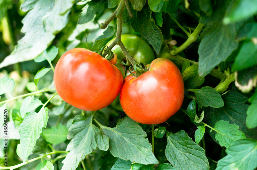 トマトの栽培