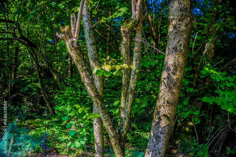 Fototapeta premium my best photo